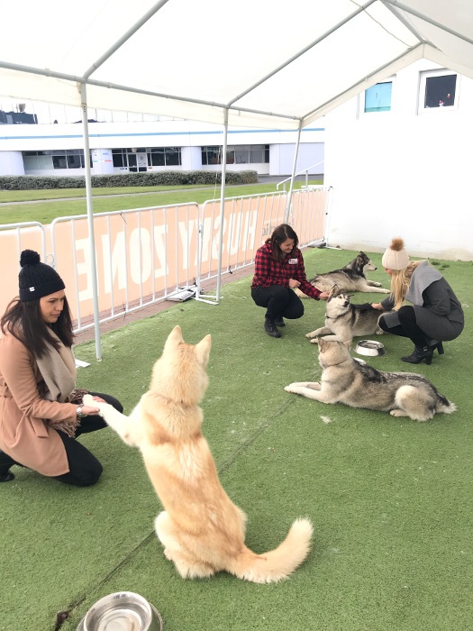husky rescue NZ visits the Antarctic Centre in Christchurch