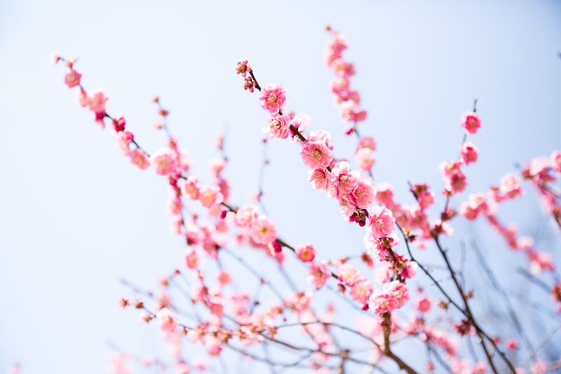 Close-up shot of the blooming flowers on a Cherry blossom tree