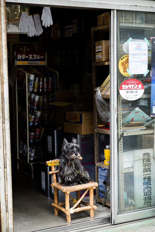 dog on chair at shopfront