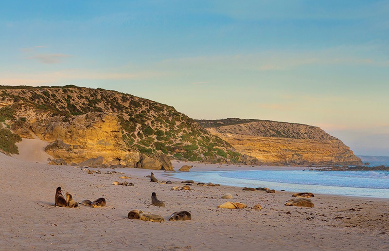 Sea lions relaxing on the sea shore