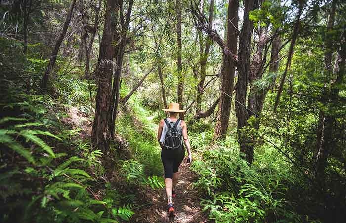 Lamington National Park, Gold Coast Hinterland