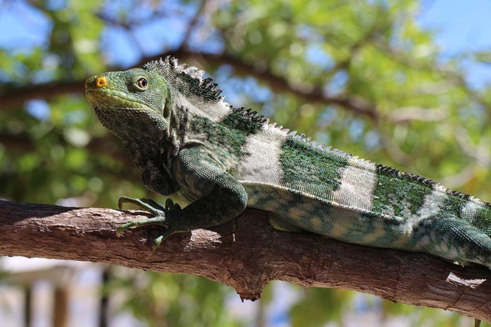 fijian crested iguana