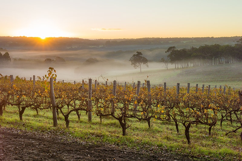 River vines on sunset with misty lands