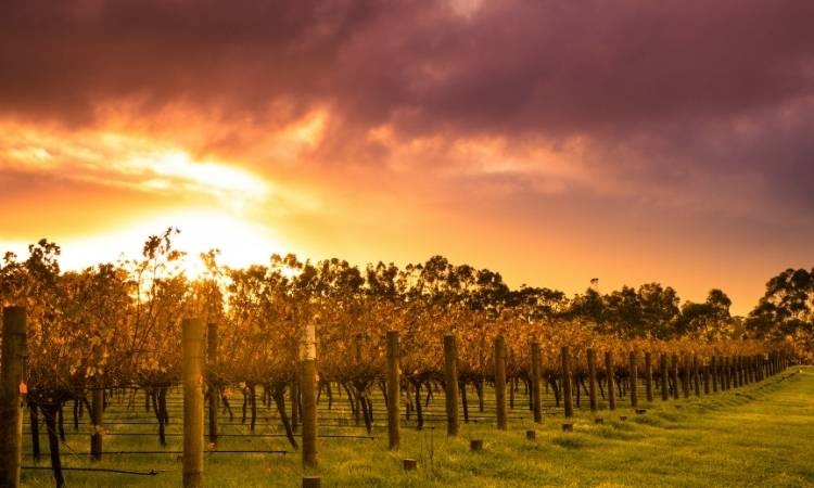 Trees in sunset