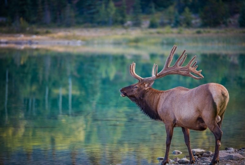 a moose on the side of a river