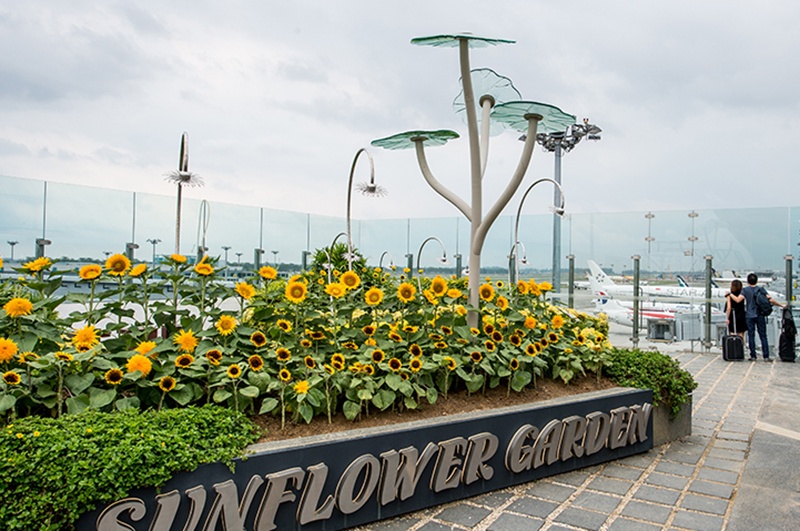 The Sunflower Garden in Terminal 2, Singapore Changi Airport