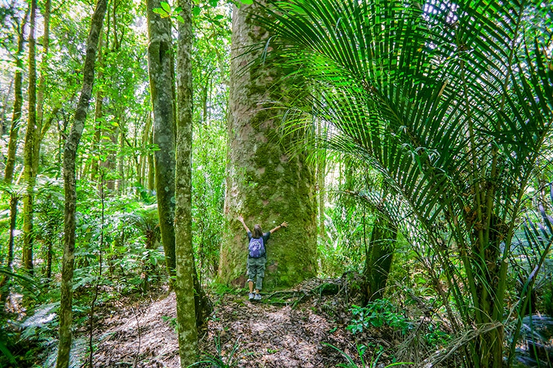 person hugging huge moss covered tree in Northland forest