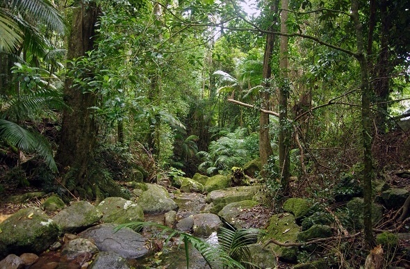 rainforest in national park nsw