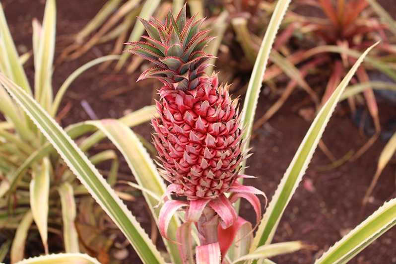 Small red pineapple