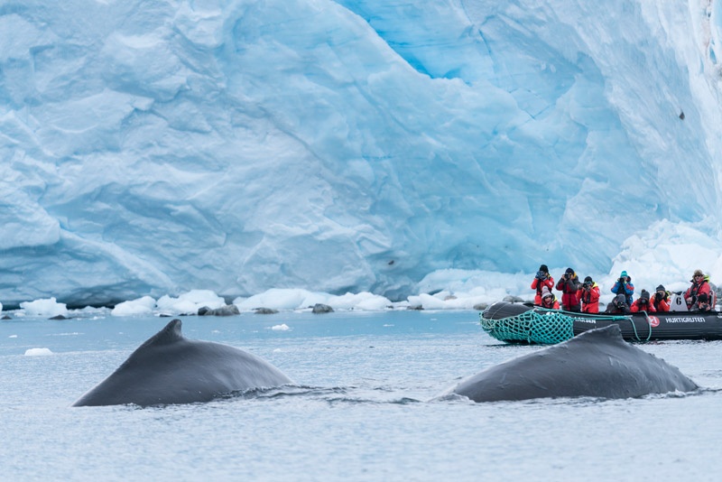 Paradise Bay, Antarctica. Image: Chelsea Claus for Hurtigruten