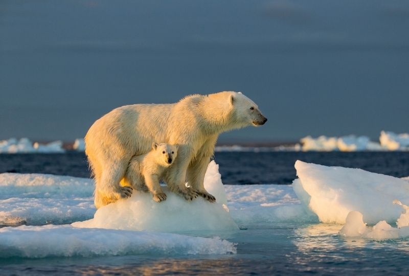 Image of a mother polar bear and her cub
