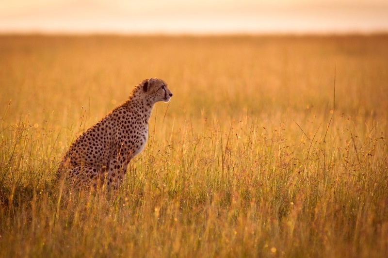 A cheetah stares across grasslands.
