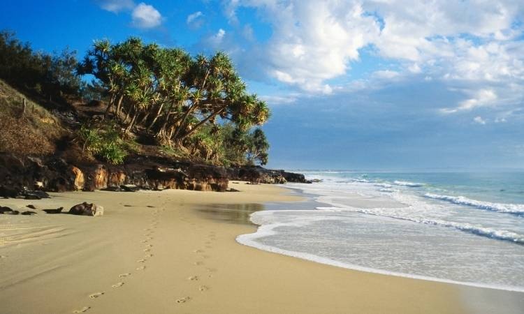 Sea, sand and trees