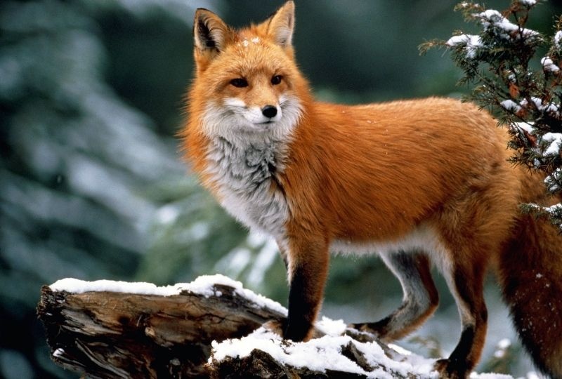 a red fox on a snowy branch of a tree