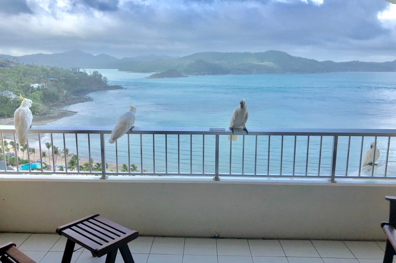 cockatoos on balcony overlooking tropical islands