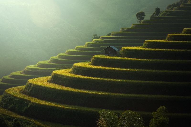 terraced rice fields, Vietnam