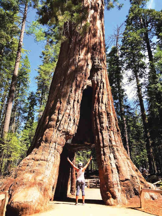 Cassie standing within the California Tunnel Tree