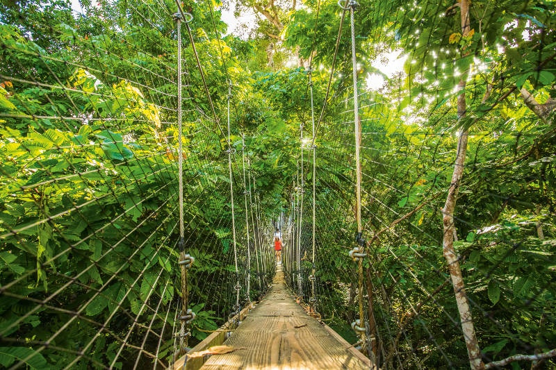 Rainforest canopy walk Samoa