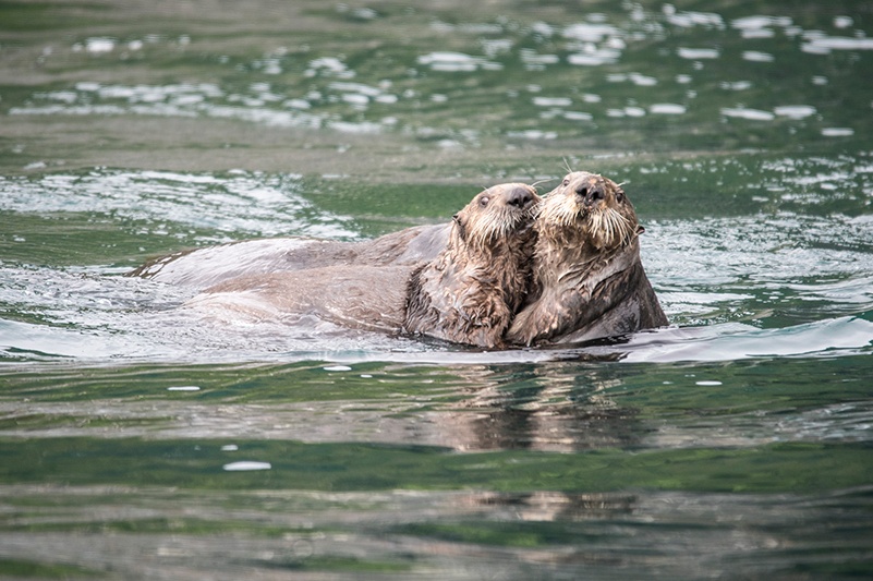 Sea otters in Juneau, Alaska
