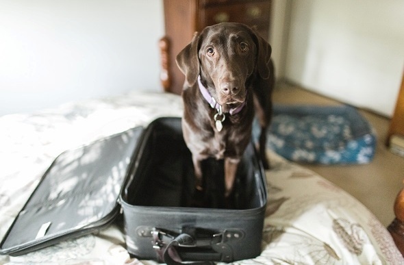 dog standing in empty suitcase