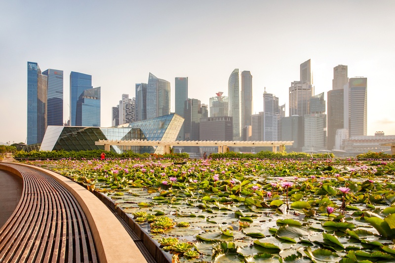 a lotus pond and a view of the singapore business district during daylight