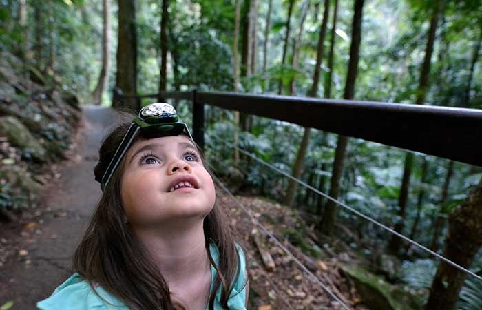 Rainforest walk in Springbrook National Park