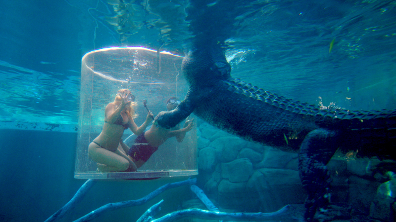 cage of death crocosaurus cove darwin