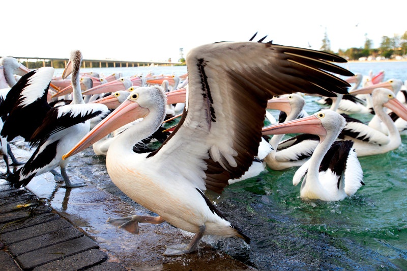 A flock of pelicans swim up to the jetty for their daily feed at The Entrance in New South Wales.