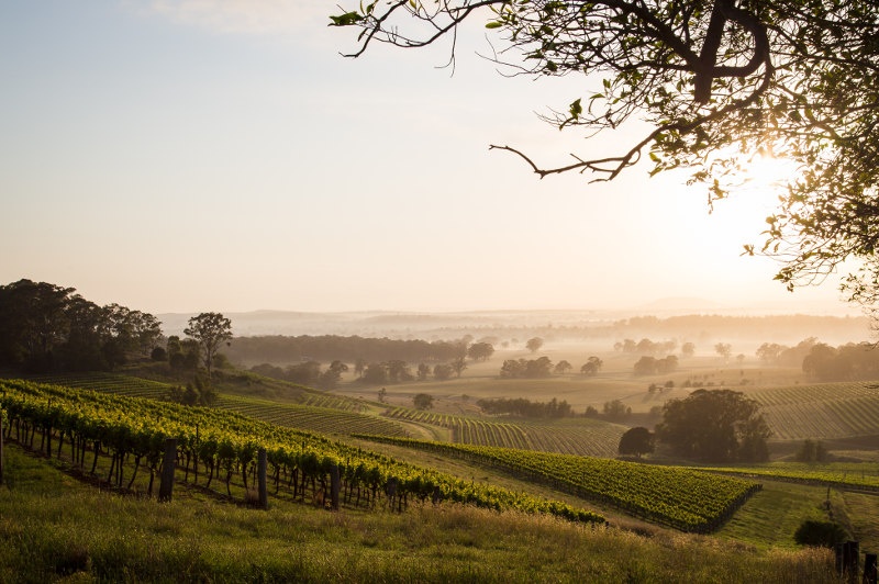 Rolling hills covered in vineyards and morning mist in the Hunter Valley, New South Wales.