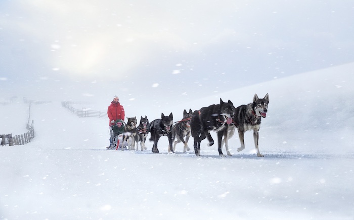 a pack of wolf dogs pulling a sled through a snowy path