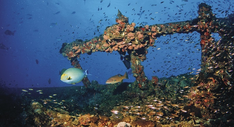 SS Yongala dive site in Townsville. Image: Tourism and Events Queensland.