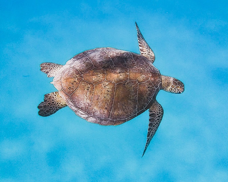 You can see turtles year-round at Lady Elliot Island. Photo: Paula Albers