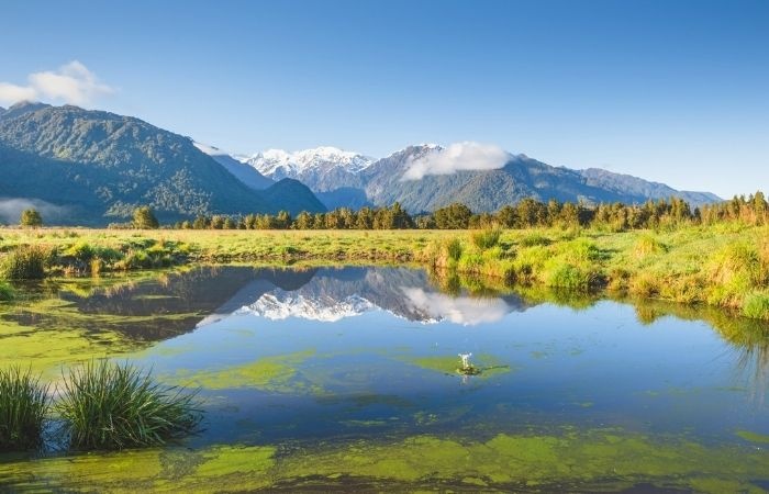 Algae-filled pond with a mountain in the back being reflected in the water