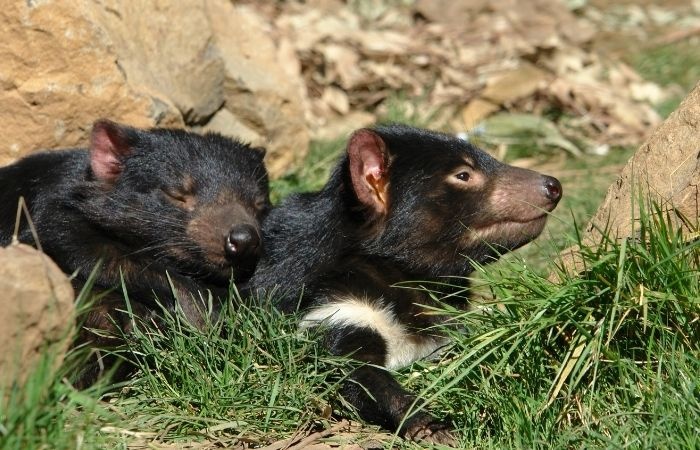 Tasmanian Devils cuddling each other 