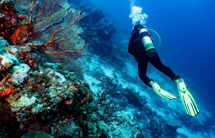 person in wet suit with oxygen tank and flippers scuba diving next to coral
