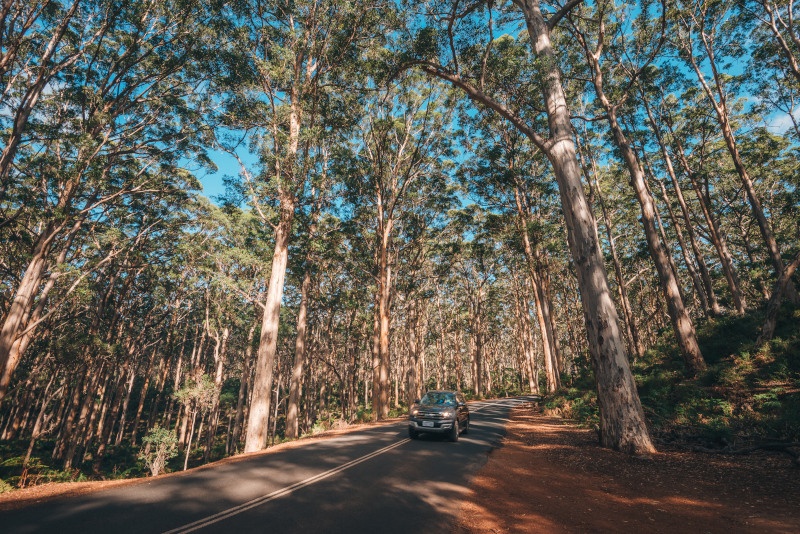 car driving through large trees in WA