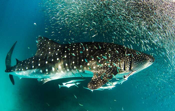 Whale Sharks, Coral Coast Road Trip, WA