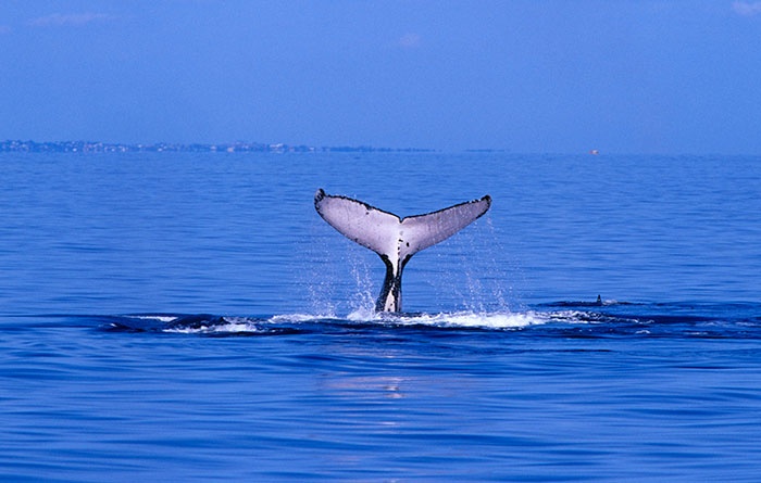 Queensland destinations you can travel to