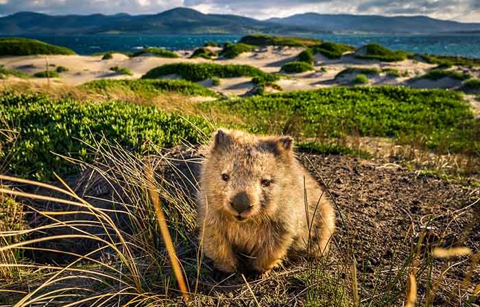 Tasmania Road Trip