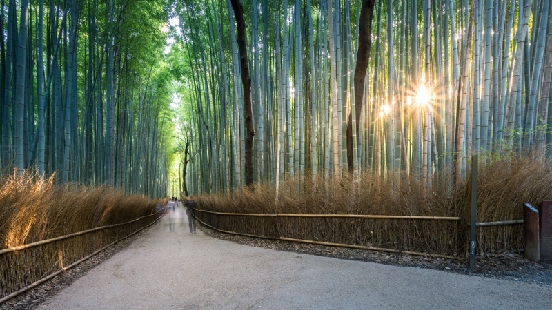 Walk through the sanctuary of Arashiyama Bamboo Grove