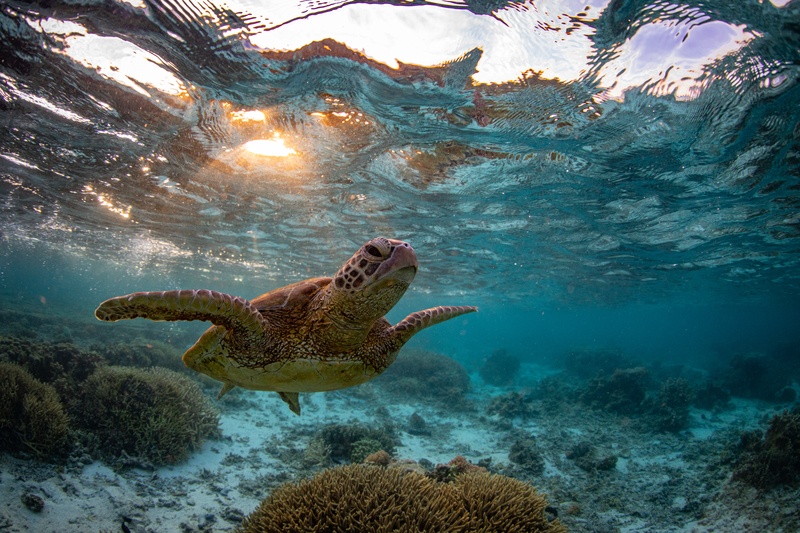 Help protect the oceans, the reef and marine animals by using reef safe, biodegradable sunscreen
