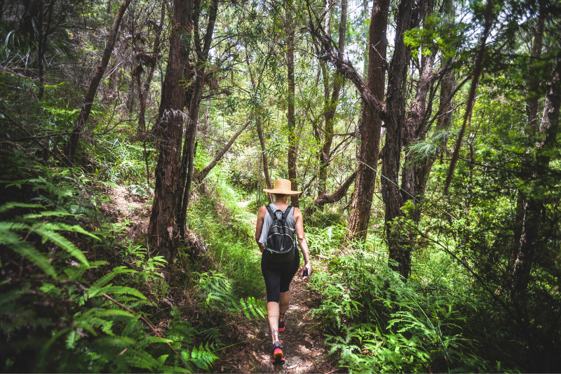 Hiking Daves Creek Circuit at Lamington National Park