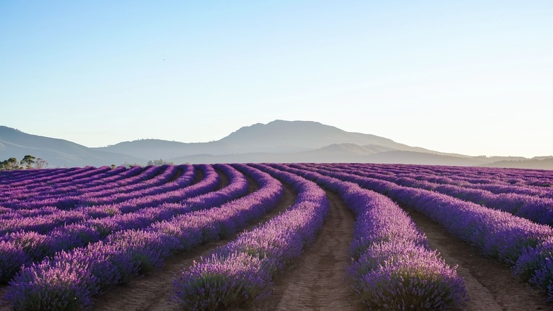 Launceston&#039;s lavender fields, Tasmania