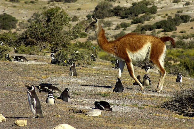 A Patagonian guanaco surrounded by penguins.