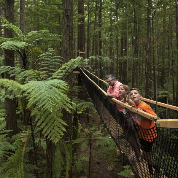 Redwoods Treewalk in Rotorua