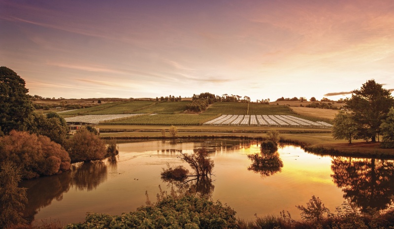 Views over Josef Chromy vineyard, Tasmania