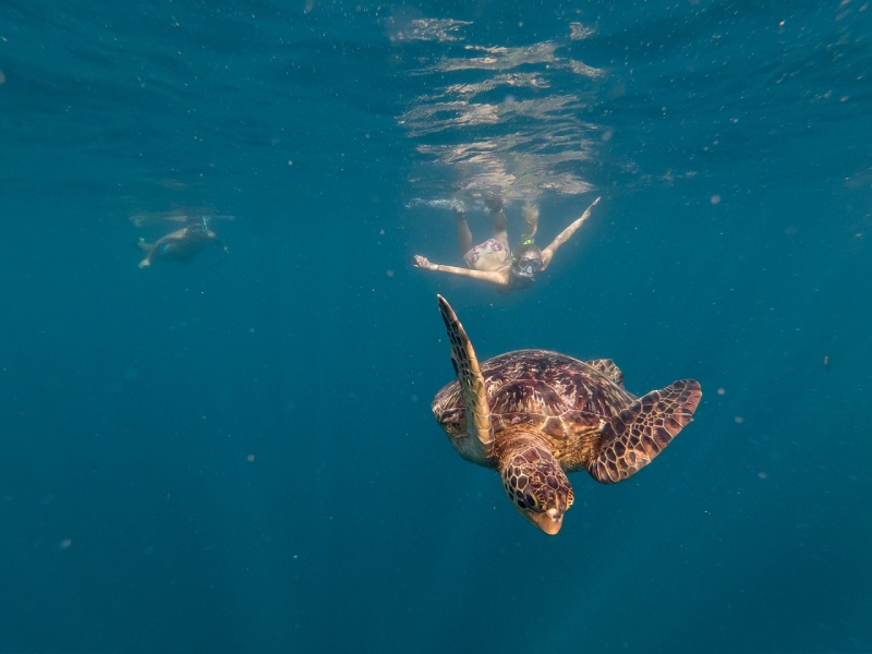 Snorkelling by a turtle in Samoa
