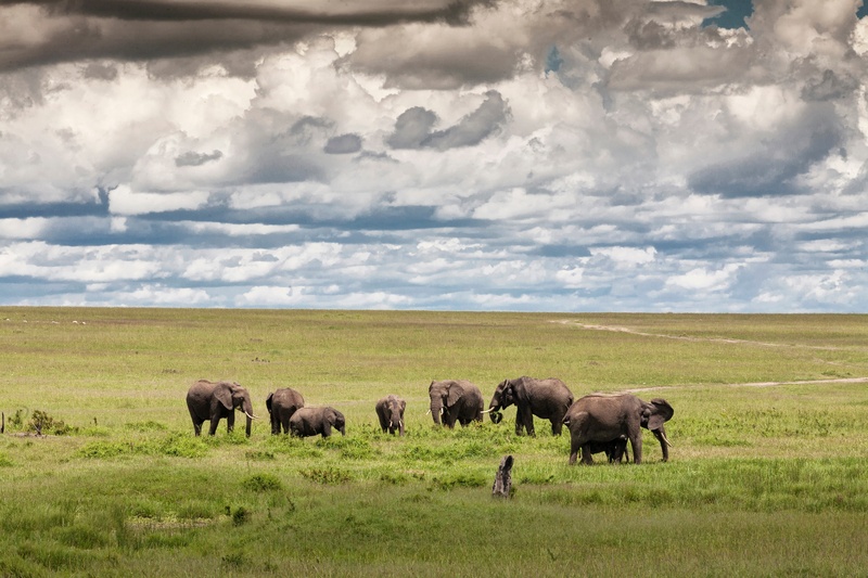 Elephants in Serengeti National Park, Africa