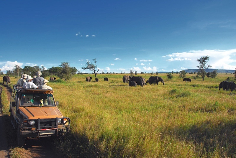 Safari goers watching elephants on the Serengeti Plain in Tanzania.