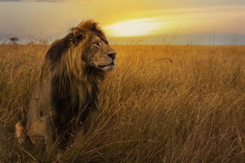 A male lion in the Masai Mara National Reserve, Kenya, at sunset. 